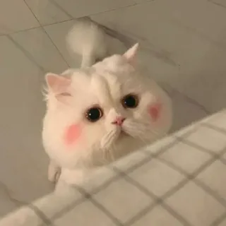 🐾 고양이, 귀여운, 애완동물, 동물, 흰색, 솜털 telegram sticker