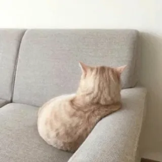 😶 猫, ソファ, 動物, ペット, ネコ, 飼い猫 telegram sticker