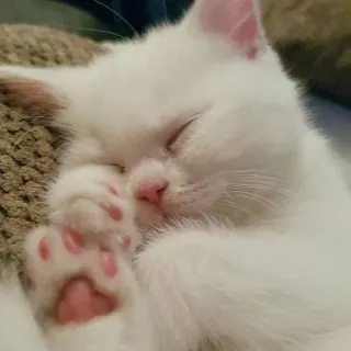 🍑 cat, kitten, sleeping, white, cute, animal, pet telegram sticker