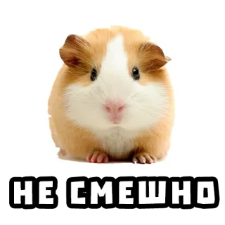 😟 НЕ СМЕШНО marmut, hewan, imut telegram sticker