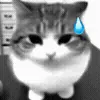 silly cats ➜ @emoji1 telegram emojis 😅