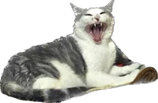 😆 chat, bâillement, animal, domestique, animal de compagnie whatsapp sticker