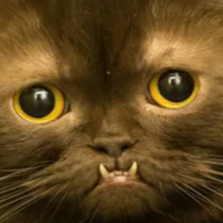 🐱 gato, felino, animal, mascota, gato marrón, lindo, gracioso telegram sticker