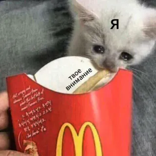😢 я
твое внимание kot, smutny, mem, płaczący, jedzenie, frytki telegram sticker
