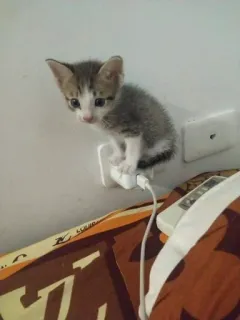 😶 kitten, cat, animal, pet, charger, wall telegram sticker