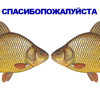 🐠 poisson, animal, nature, illustration, doré whatsapp sticker