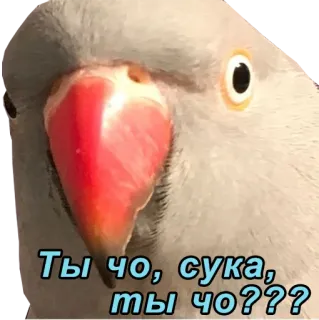 😵 Ты чо, сука, ты чо???? papagaio, pássaro, russo, meme, adesivo telegram sticker