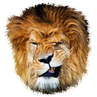 🤨 лев, животное, млекопитающее, дикая природа, хищник, кошка, рык, злой telegram sticker