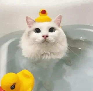 🍥 gato, pato de borracha, banho, fofo, animal, animal de estimação, banheira telegram sticker