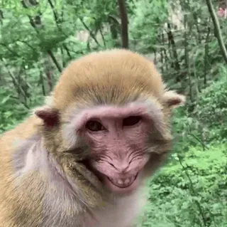 🤣 macaco, animal, primata, vida selvagem, natureza whatsapp sticker