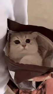 🐈⬛️ кот, котенок, милый, домашнее животное, животное, сумка telegram sticker