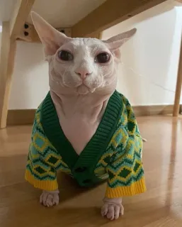 👑 gato, sphynx, suéter, animal, animal de estimação, fofo telegram sticker