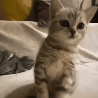 ☹️ gato, gatinho, fofo, adorável, animal doméstico, animal de estimação, felino, malhado whatsapp sticker