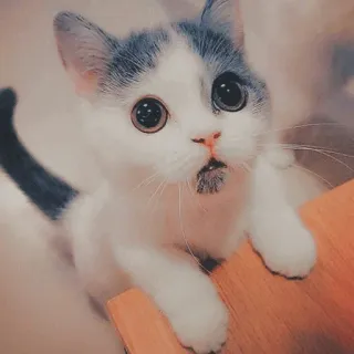 🐱 kot, kociak, słodki, zwierzę domowe, zwierzę, wielkie oczy telegram sticker