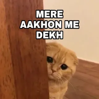🍁 MERE AAKHON ME DEKH Katze, Augen, Meme, Tier, Haustier, süß telegram sticker