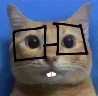 🤓 고양이, 안경, 웃긴, 동물, 애완동물 telegram sticker