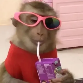 🌟 monkey, sunglasses, drinking, animal, cute, red shirt telegram sticker