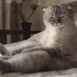 😽 кот, шотландская вислоухая, питомец, животное, смешной, милый whatsapp sticker