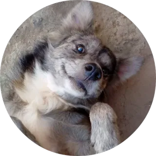 😁 dog, animal, pet, cute, lying down telegram sticker