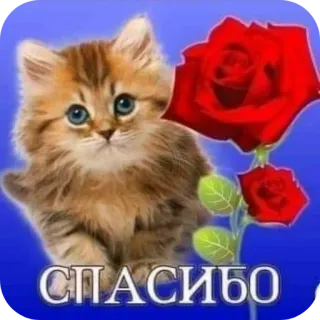 😉 СПАСИБО 猫, 子猫, バラ, ありがとう, 花柄, かわいい, 動物 telegram sticker
