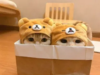 🐾 gatos, animais, gatinhos, fofos, animais de estimação, chapéus telegram sticker