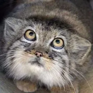 👀 Katze, Manul, Tier, süß, Wildkatze, Katzenartig, Säugetier, Wildtier whatsapp sticker