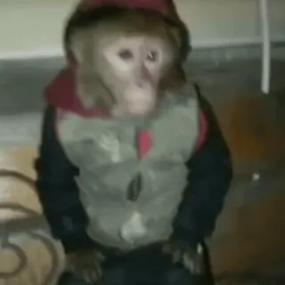 😕 singe, animal, vêtement, grand singe, mammifère whatsapp sticker