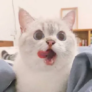 😬 gatto, carino, animale domestico, animale, lingua, divertente, adorabile telegram sticker