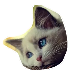 😞 แมว, ลูกแมว, สัตว์, สัตว์เลี้ยง, แมวบ้าน, ตาสีฟ้า, น่ารัก telegram sticker