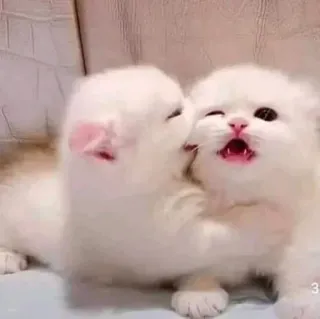 🤔 gato, gatos, gatito, gatitos, lindo, animales, mascotas, animales domésticos whatsapp sticker