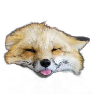 😜 fox, animal, tongue, cute, mammal telegram sticker