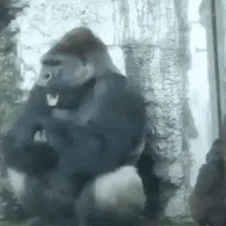 🫨 gorilla, ape, animal, primate, wildlife, zoo whatsapp sticker