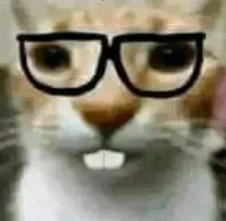 🤓 chat, lunettes, drôle, animal, mème telegram sticker