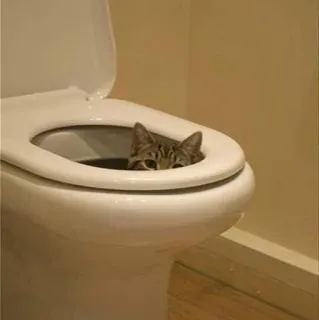 🕯 cat, toilet, animal, pet, hidden, funny whatsapp sticker