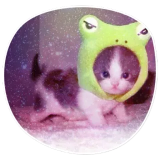 😑 kitten, cat, frog, animal, cute, pet telegram sticker