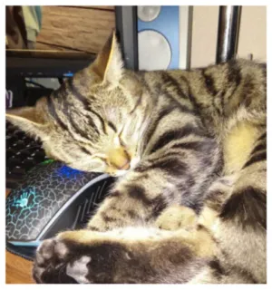 🥰 gato, dormindo, rato, animal, animal de estimação telegram sticker