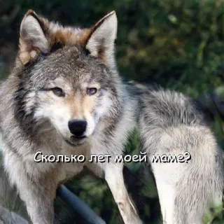 🤨 Сколько лет моей маме? หมาป่า, สัตว์, มีม, รัสเซีย, ข้อความ, ธรรมชาติ telegram sticker