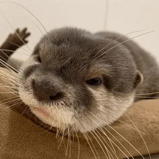 😠 loutre, mignon, animal, faune, mammifère, drôle, grossier telegram sticker