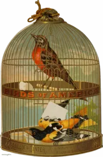 🕊 BIRDS OF AMERICA, ALLEN & GINTER uccelli, vintage, gabbia per uccelli, ornitologia, antiquariato, natura, animale whatsapp sticker