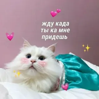 ❤️ жду када ты ка мне придешь chat, attente, mignon, animal, coeurs, russe whatsapp sticker
