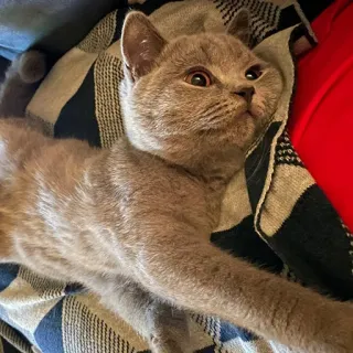 🙃 kucing, anak kucing, hewan, peliharaan, lucu, kucing domestik telegram sticker