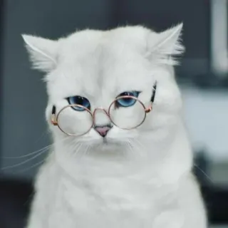 🐾 cat, glasses, cute, animal, pet, white cat telegram sticker