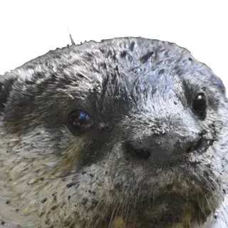 🙁 выдра, животное, млекопитающее, дикая природа, милый, лицо telegram sticker