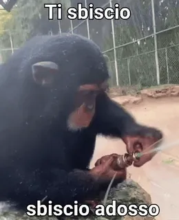 ๐ Ti sbiscio sbiscio addosso animal, chimpanzee, water, fun, meme telegram sticker