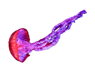 😱 meduza, stworzenie morskie, życie morskie, ocean, zwierzę, fioletowy telegram sticker