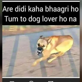 🌟 Are didi kaha bhaagri ho Tum to dog lover ho na dog, meme, funny, running dog, dog lover, sarcastic telegram sticker