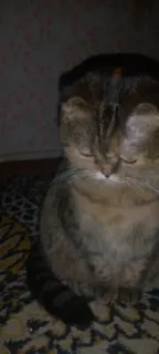 😞 gato, animal, animal de estimação telegram sticker