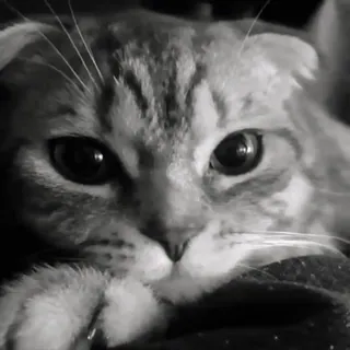 🐈 кот, котенок, милый, домашнее животное, животное, портрет, шотландская вислоухая telegram sticker