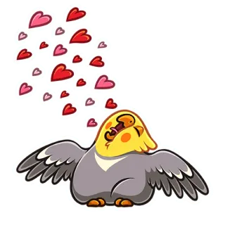 ❤️ pássaro, calopsita, amor, corações, fofo, adesivo telegram sticker