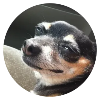 😏 犬, チワワ, 動物, ペット, 面白い, ポートレート telegram sticker
